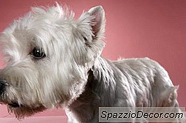 Tại Sao Chó Nudge?