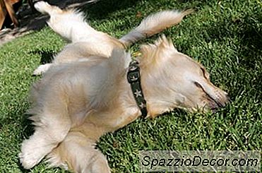 ¿Por Qué Los Perros Se Frotan Contra Las Cosas Que Apestan?