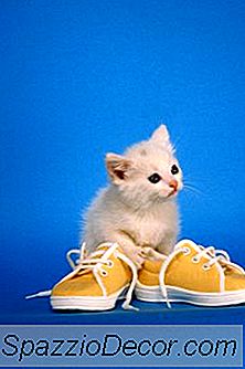 Por Que Gatinhos Mastigam Tudo?