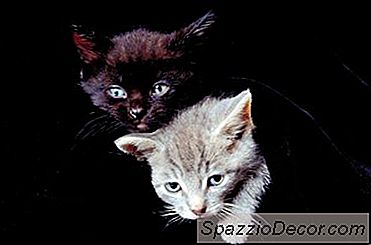 Kenapa Kucing Saya Bermain Dalam Mangkuk Air Mereka?
