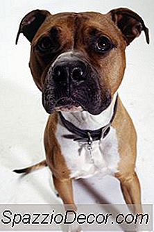 ¿Por Qué Los Perros De Staffordshire Terrier Se Ponen Rígidos?
