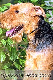 เหตุใด Airdale Terrier จึงมีขนบนตะกร้อเป็นพิเศษ?