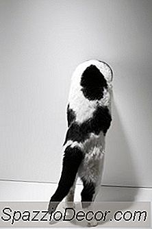 Perché Un Gatto Lo Tiene Appeso Alla Coda?