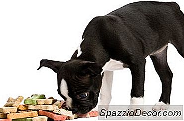 ¿Por Qué Un Perro Lleva Algo De Su Comida A Otra Habitación Después De Terminar De Comer?