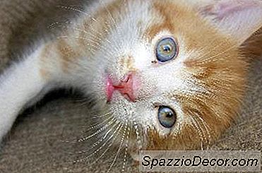 Por Que Meu Gato Puxa O Cabelo Para Fora?