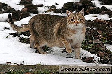 Warum Niest Meine Katze Viel?
