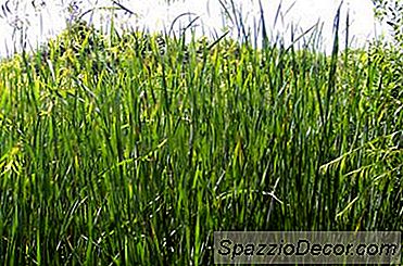 Mengapa Anjing Saya Memakan Rumput & Muntah?