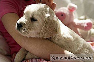 ¿Por Qué Se Aclara La Nariz De Mi Perro?