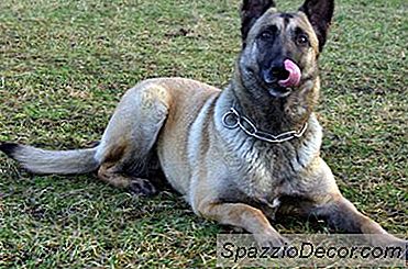 Neden Köpeğim Yalama Yapmayı Durduramıyor