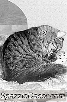 Warum Sollte Eine Katze Ihr Fell Ablecken?