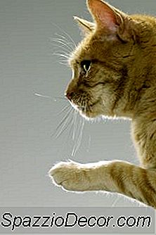 A Boy Cat Spray จะทำเครื่องหมายอาณาเขตของเขารอบ ๆ ลูกแมวตัวผู้ตัวใหม่?