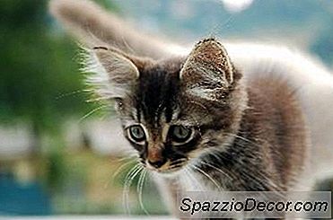 Um Gato Irá Parar De Pulverizar Depois De Ser Neutralizado?