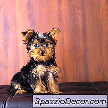 Dermatite De Yorkie