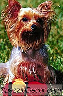 Cataratas De Yorkie Poo