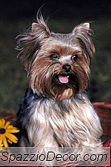 Yorkie Poo Sundhedsproblemer