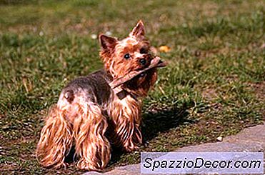 Comportamento Do Yorkshire Terrier
