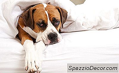 Il Tuo Cane Non È Tuo Figlio, Per Favore Smetti Di Comportarti Come È