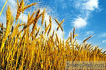 Os Sintomas Da Intolerância Ao Glúten Podem Aumentar E Diminuir?