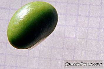 Edamame Och Viktminskning