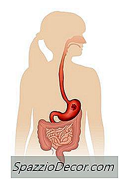 Proteina Este Digerata In Stomac Si Absorbita In Intestinul Subtire