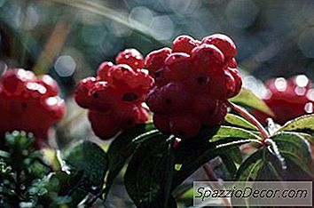 Cara Jus Elderberries