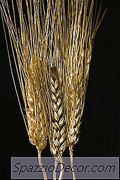 Est-Ce Que L'Intolérance Au Gluten Est Héritée