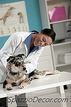 Pozytywne I Negatywne Cechy Bycia Lekarzem Weterynarii