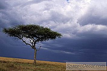 Quels Sont Les Avantages De L'Acacia?