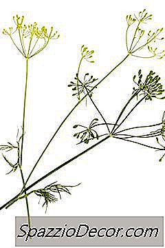 Para Que Serve O Chá De Erva-Doce?