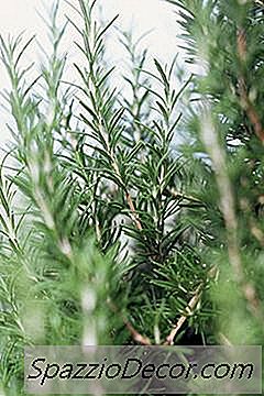 За Какво Е Подходящ Чай От Розмарин?