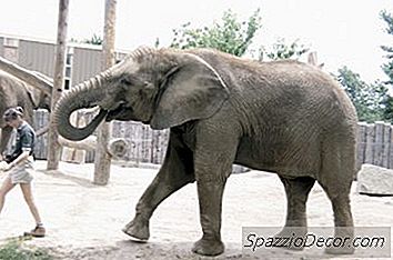 Welke Taak Kan Ik Hebben Die Betrekking Heeft Op Dieren En Die Over De Hele Wereld Reist?