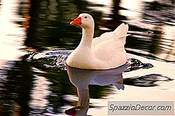 Mülakattan Önce Aflac Hakkında Bilmeniz Gerekenler