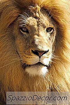 Veterinário De Zoológico Fatos Divertidos
