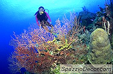 Prestaties Van Een Mariene Bioloog Zijn