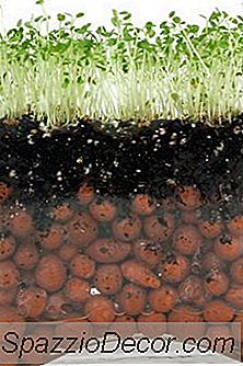 Beneficiile De A Mânca Varza