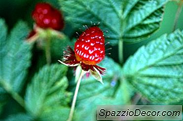 Fordeler Med Red Raspberry Leaf Organic Tea