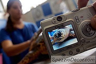 Karriär Inom Naturlivsbiologi