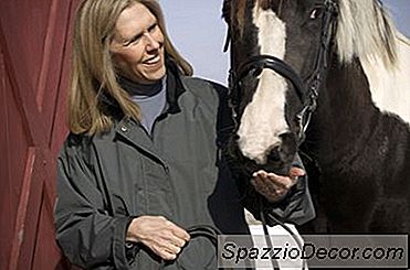 Equine Dentist Technician Certification
