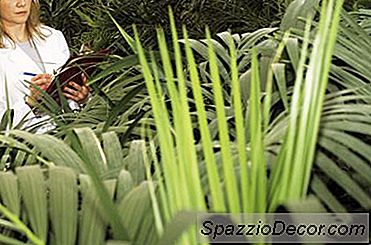 Ethnobotany Job Description