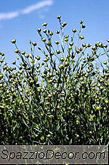 Flaxseeds Vs. Fiskeolje