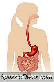 Como A Absorção De Gordura Difere Da Dos Carboidratos