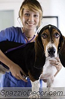 Como Faço Para Limpar As Ferramentas Para O Médico Como Assistente De Veterinária?