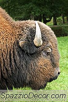 Bison Sağlıklı Kırmızı Et Mi?