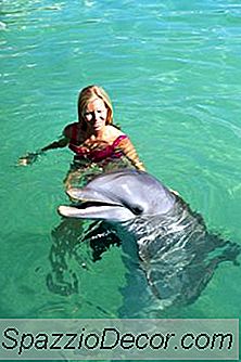 Okyanus Yaşamıyla Çalışmayı İçeren Bir İş