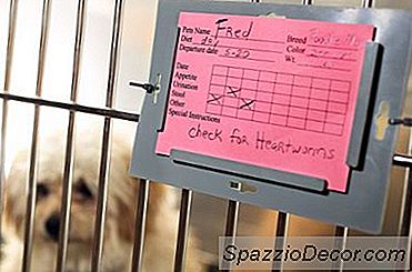 Kennel Tech Vs. Vet Tech