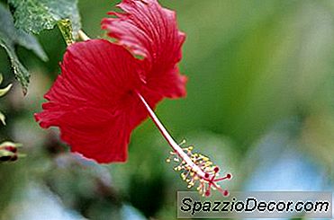 Die Mineralien Im Hibiskus-Tee