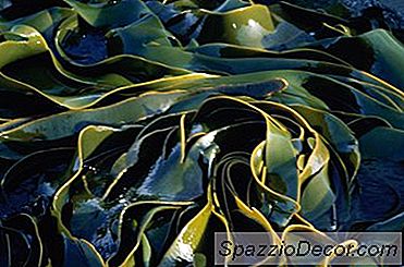 Os Nutrientes Em Algas