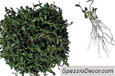 Ernährung Von Keimlingen