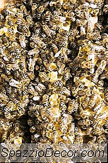 Økologiske Bee Pollen Fordele