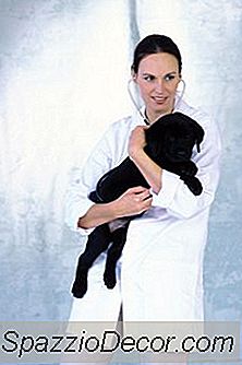 Ammattitaito Eläinlääketieteessä